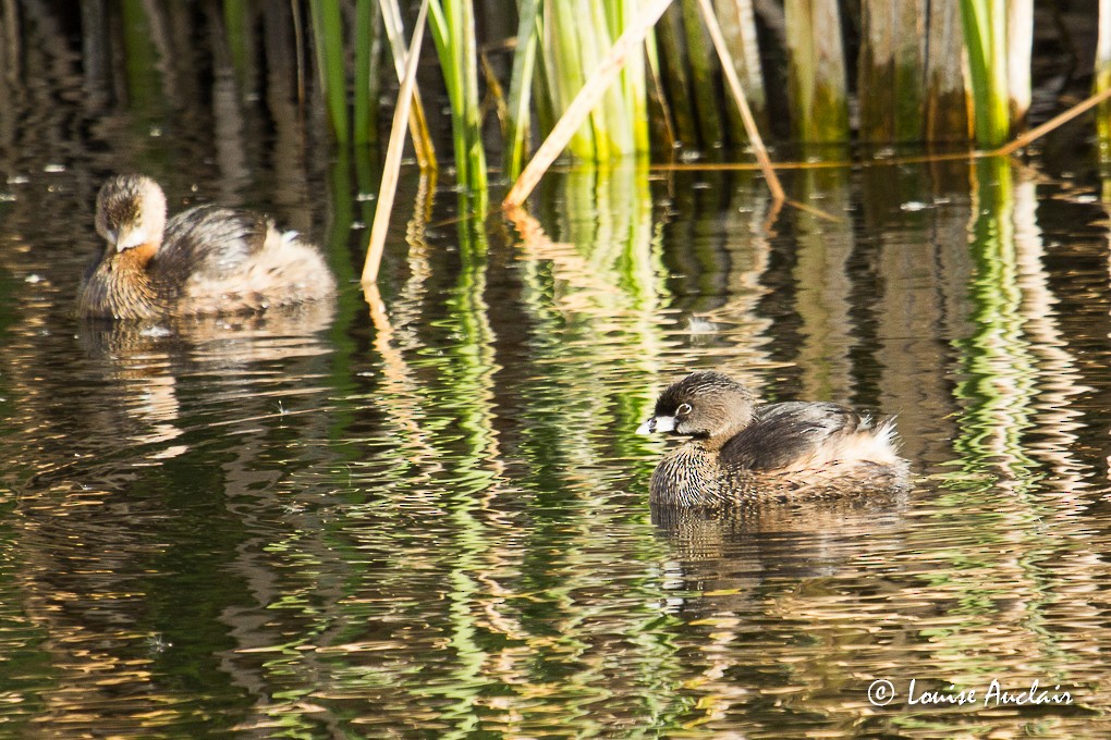 Pied-billed Grebe - Louise Auclair