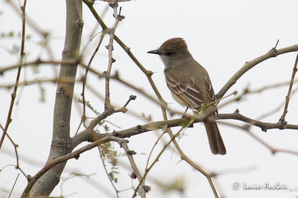 Ash-throated Flycatcher - Louise Auclair