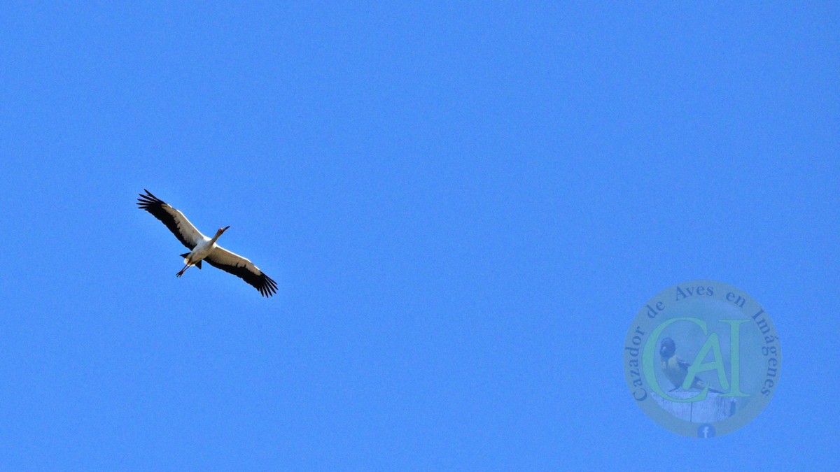 Maguari Stork - ML483130191
