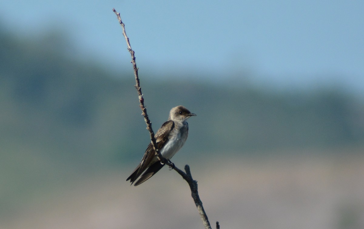 Brown-chested Martin - ML483130551