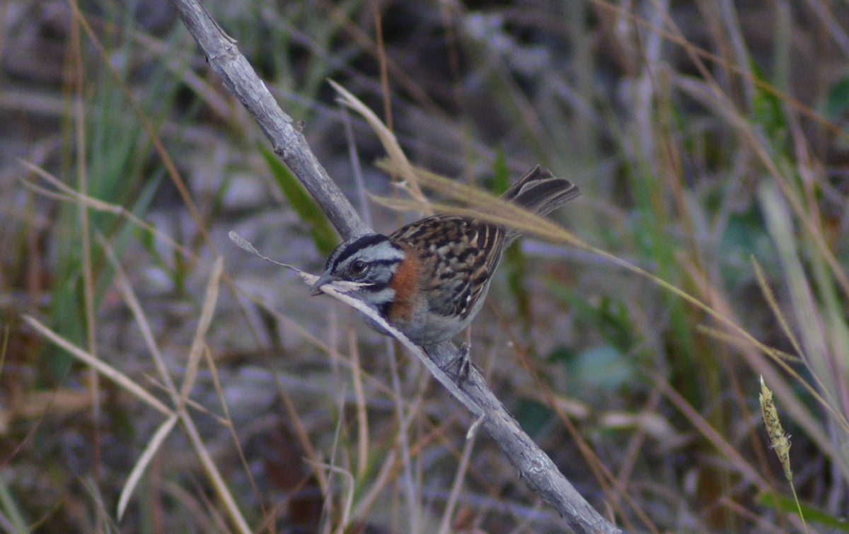 Rufous-collared Sparrow - ML483130631