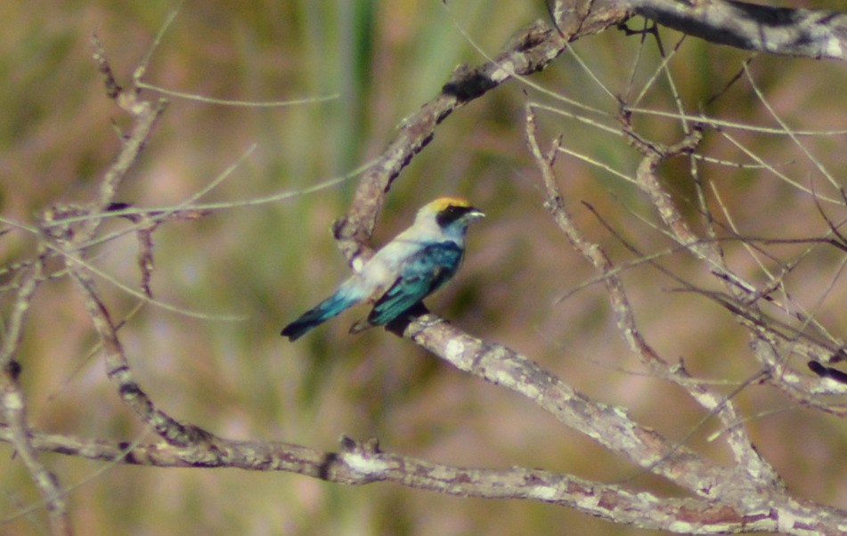 Burnished-buff Tanager - ML483130661