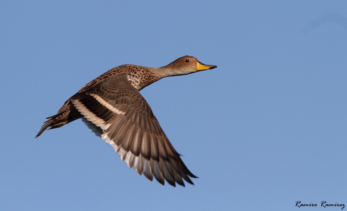 Yellow-billed Pintail (South American) - ML48313331