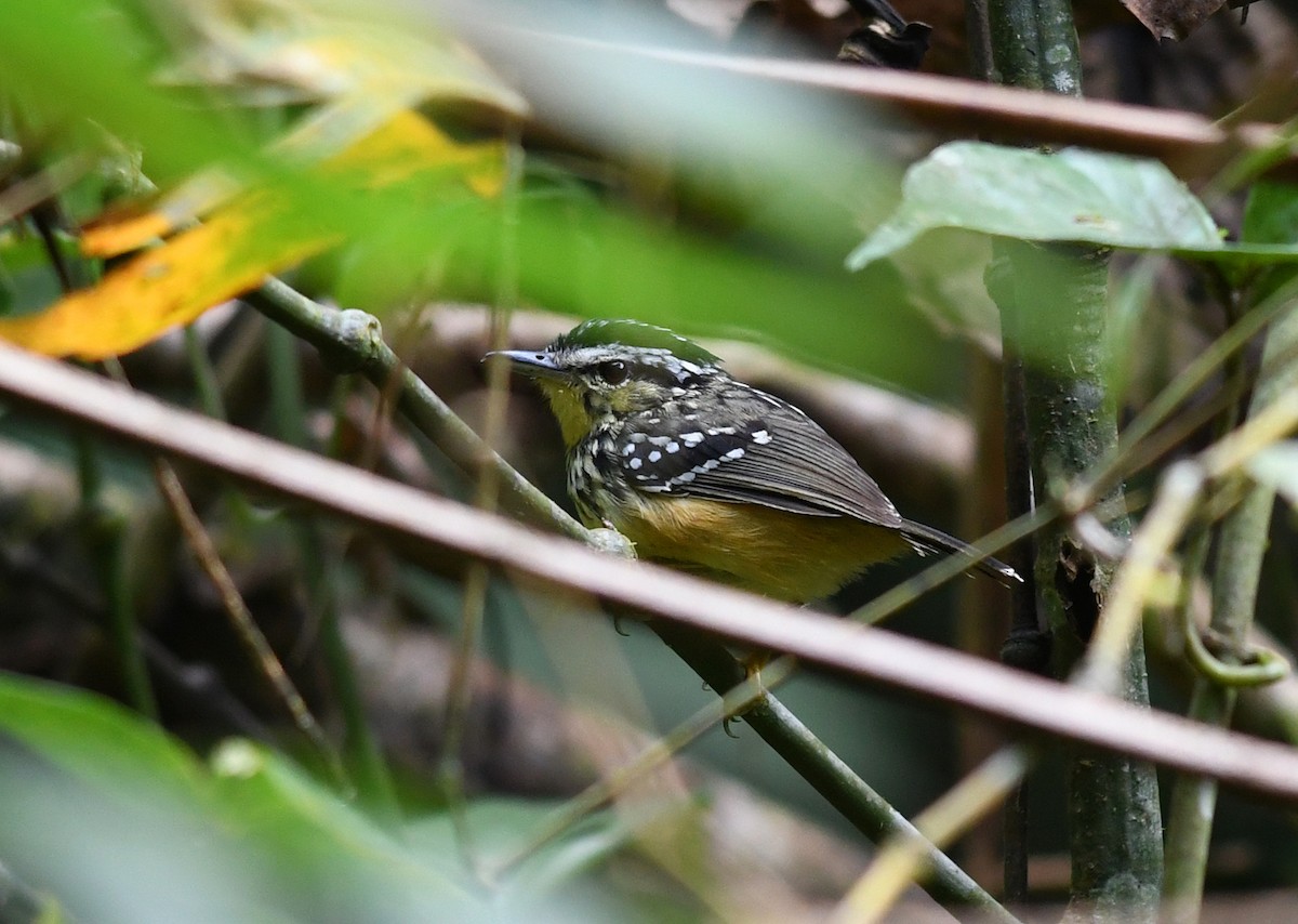 Yellow-breasted Warbling-Antbird - ML483133341