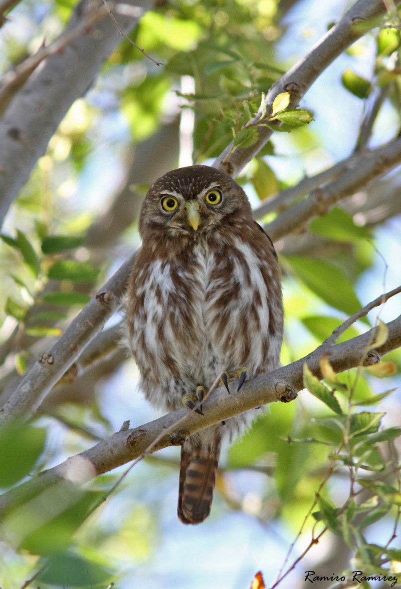 Ferruginous Pygmy-Owl - ML48313401