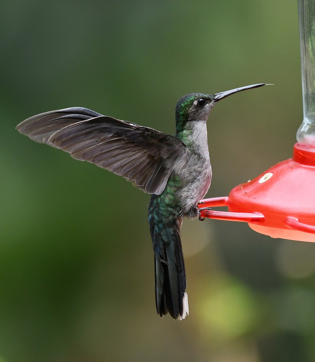 Gray-breasted Sabrewing - ML483134791