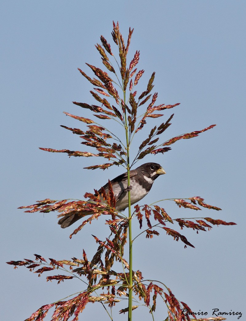 Double-collared Seedeater - ML48313591