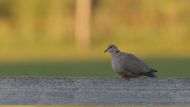 Eurasian Collared-Dove - ML483137
