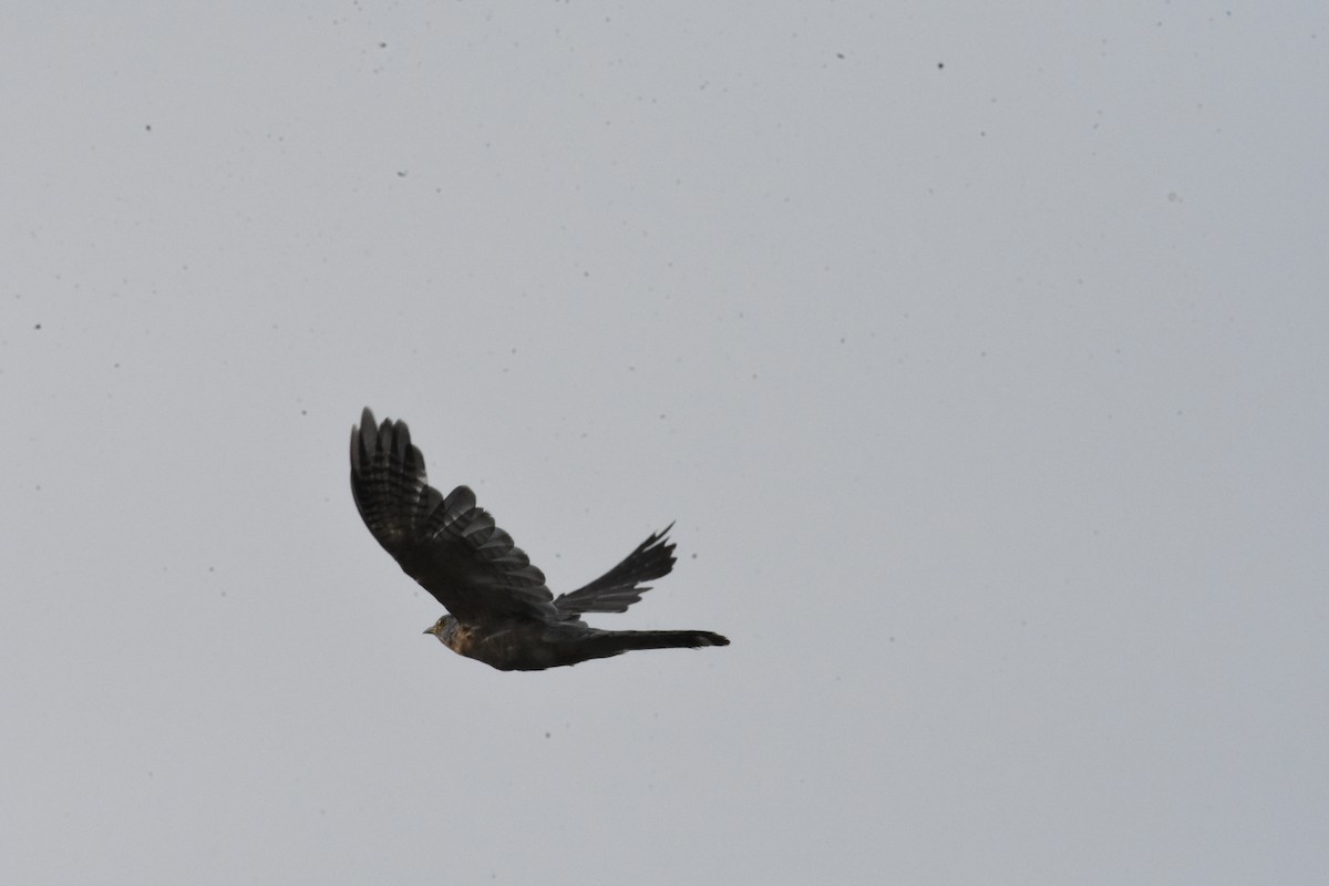 Common Hawk-Cuckoo - Sanjiv Khanna