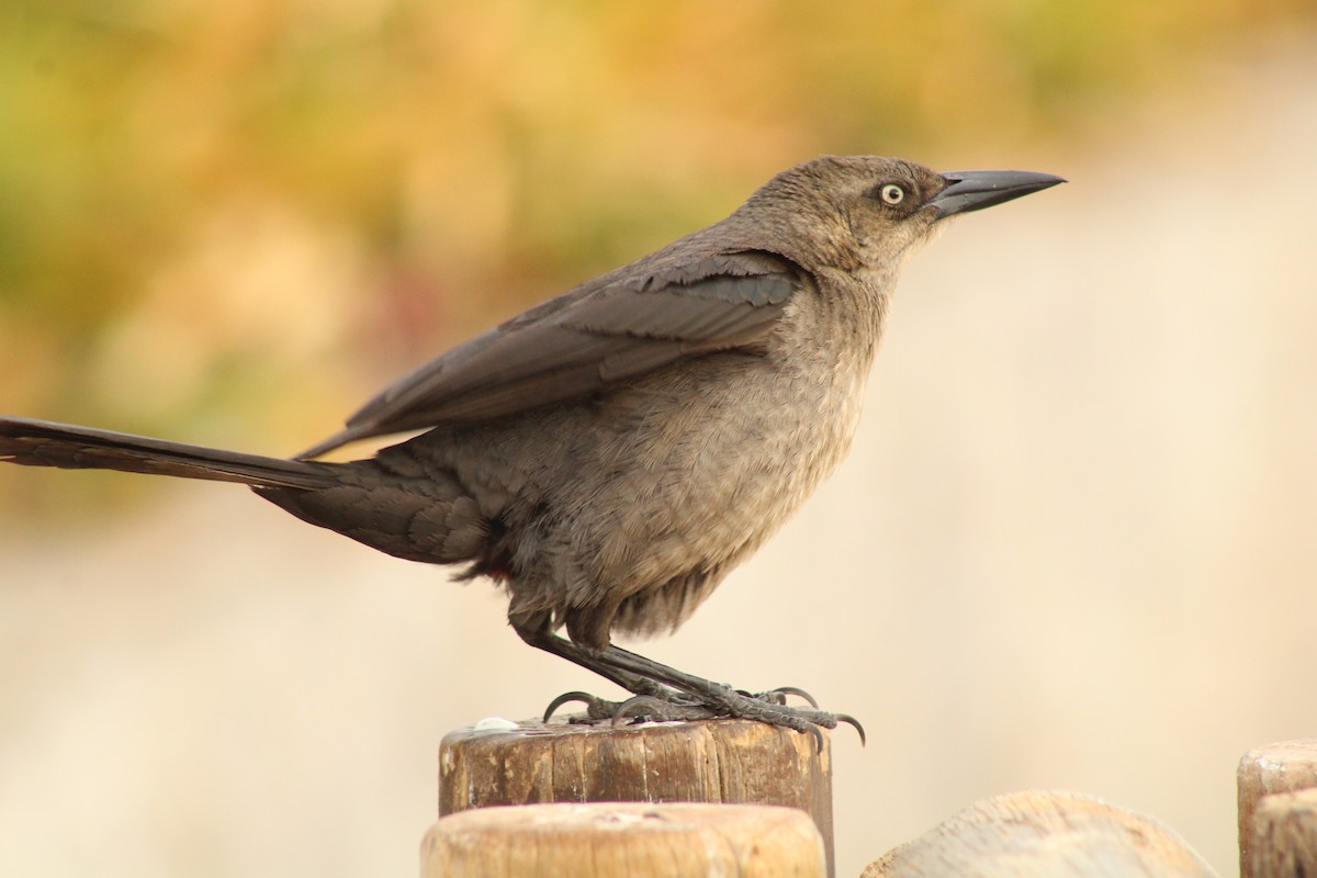 Great-tailed Grackle (Western) - ML483140421