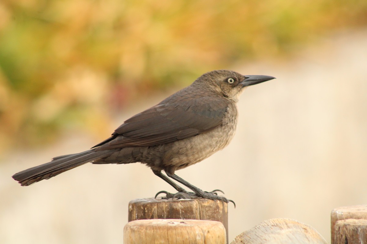 Great-tailed Grackle (Western) - ML483140431
