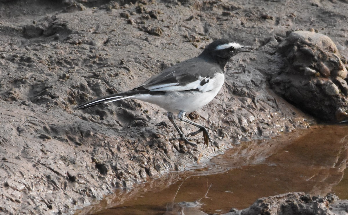 White-browed Wagtail - ML483141471