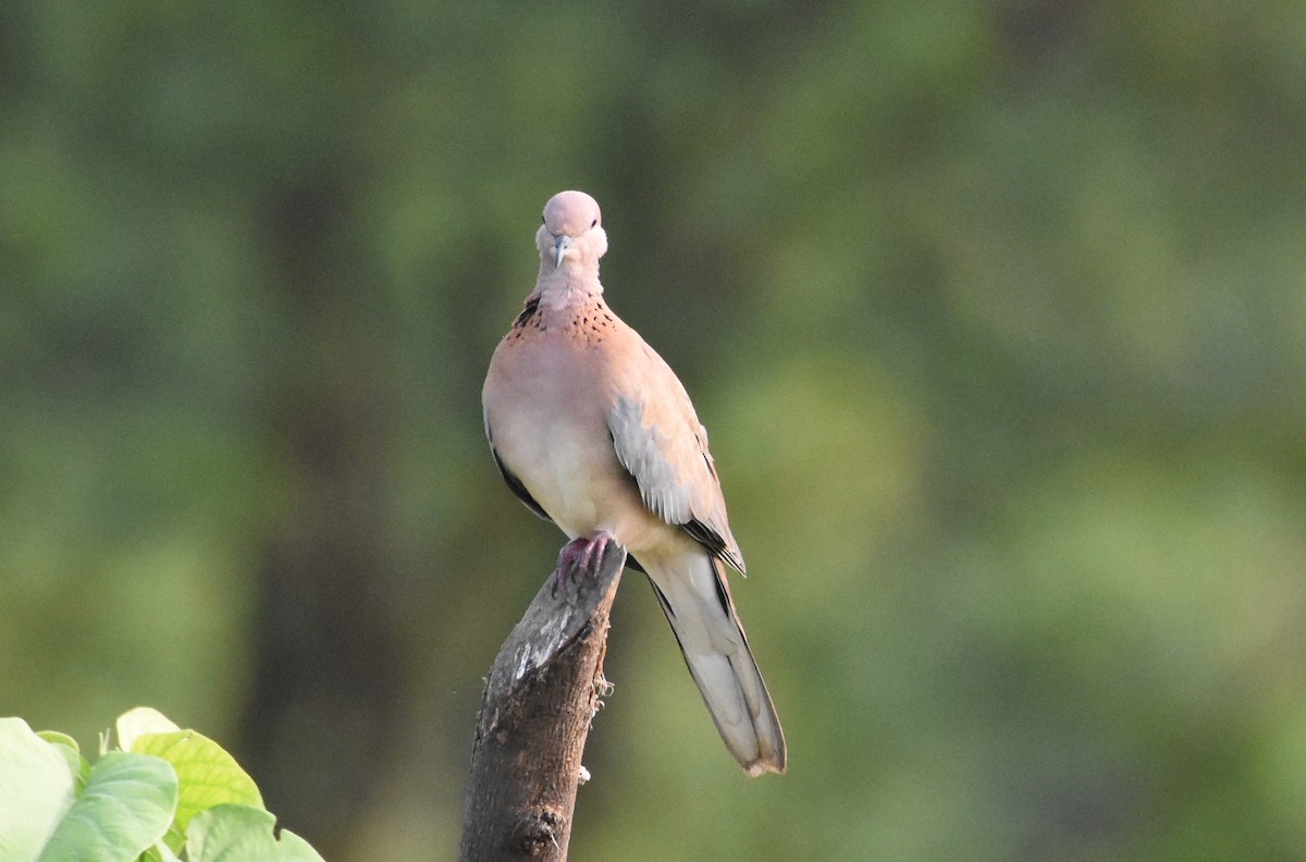 Laughing Dove - ML483141621