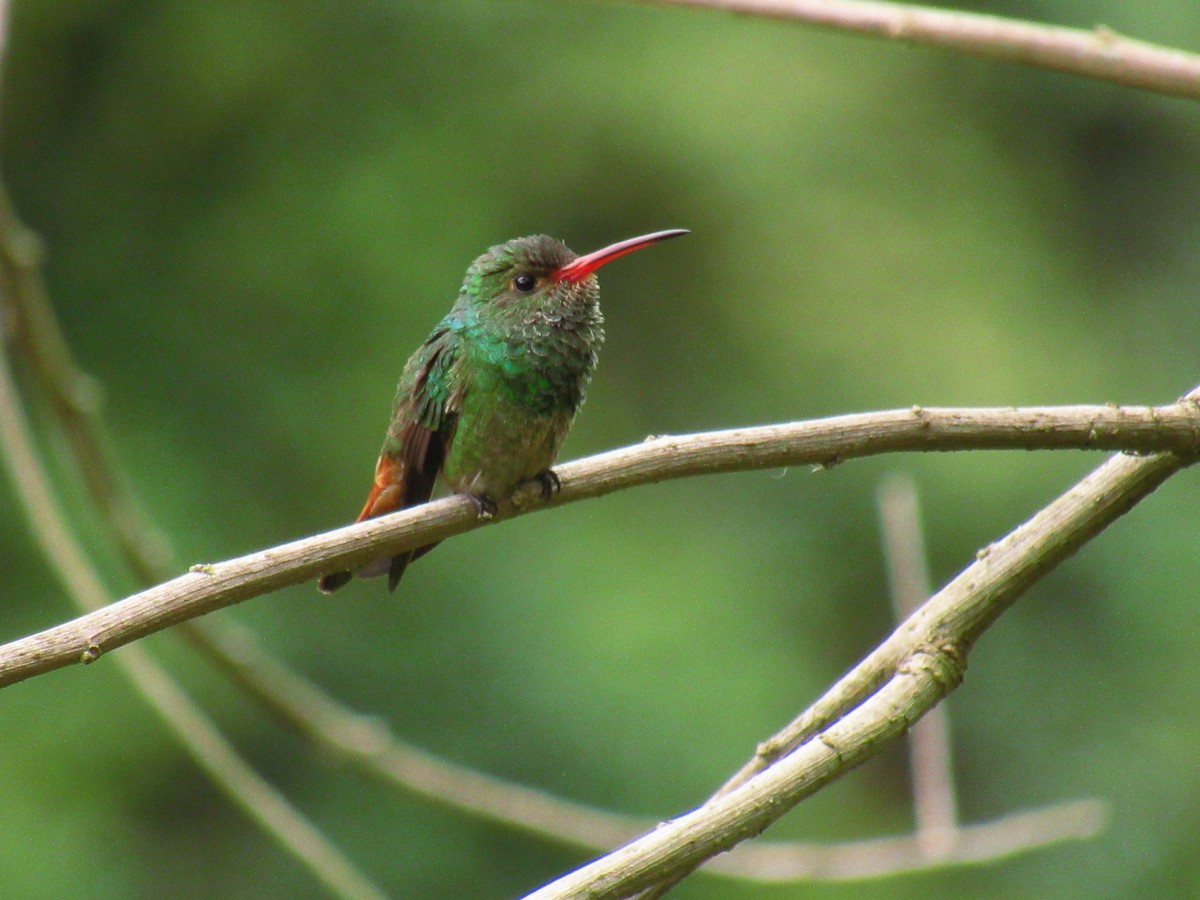 Rufous-tailed Hummingbird - ML483141751
