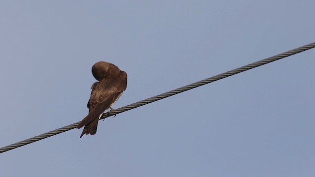 Northern Rough-winged Swallow (Northern) - ML483145
