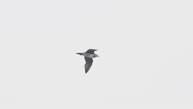 Long-tailed Jaeger - ML483148521