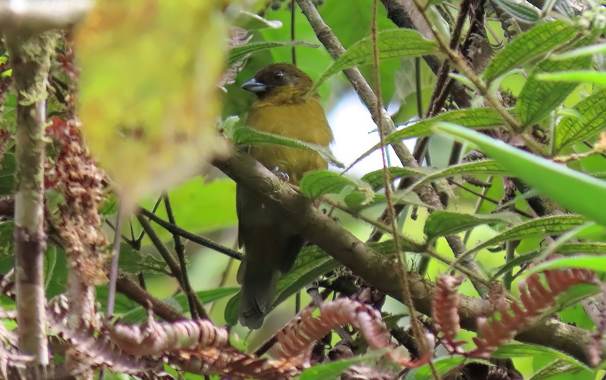 Yellow-green Tanager - ML483148551