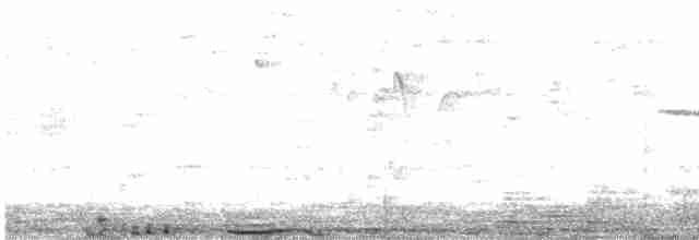 holub skalní (domácí) - ML483151611