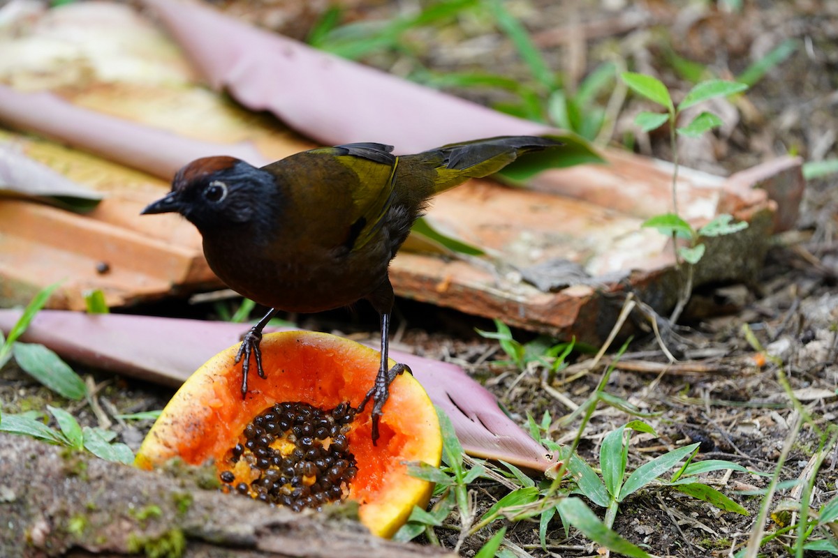 Malayan Laughingthrush - ML483151981