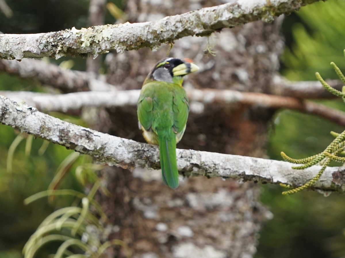 Fire-tufted Barbet - ML483152951