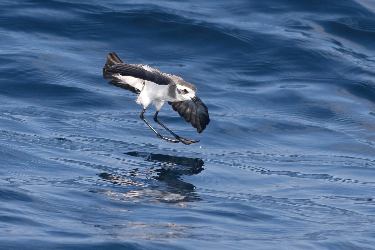White-faced Storm-Petrel - ML483153631