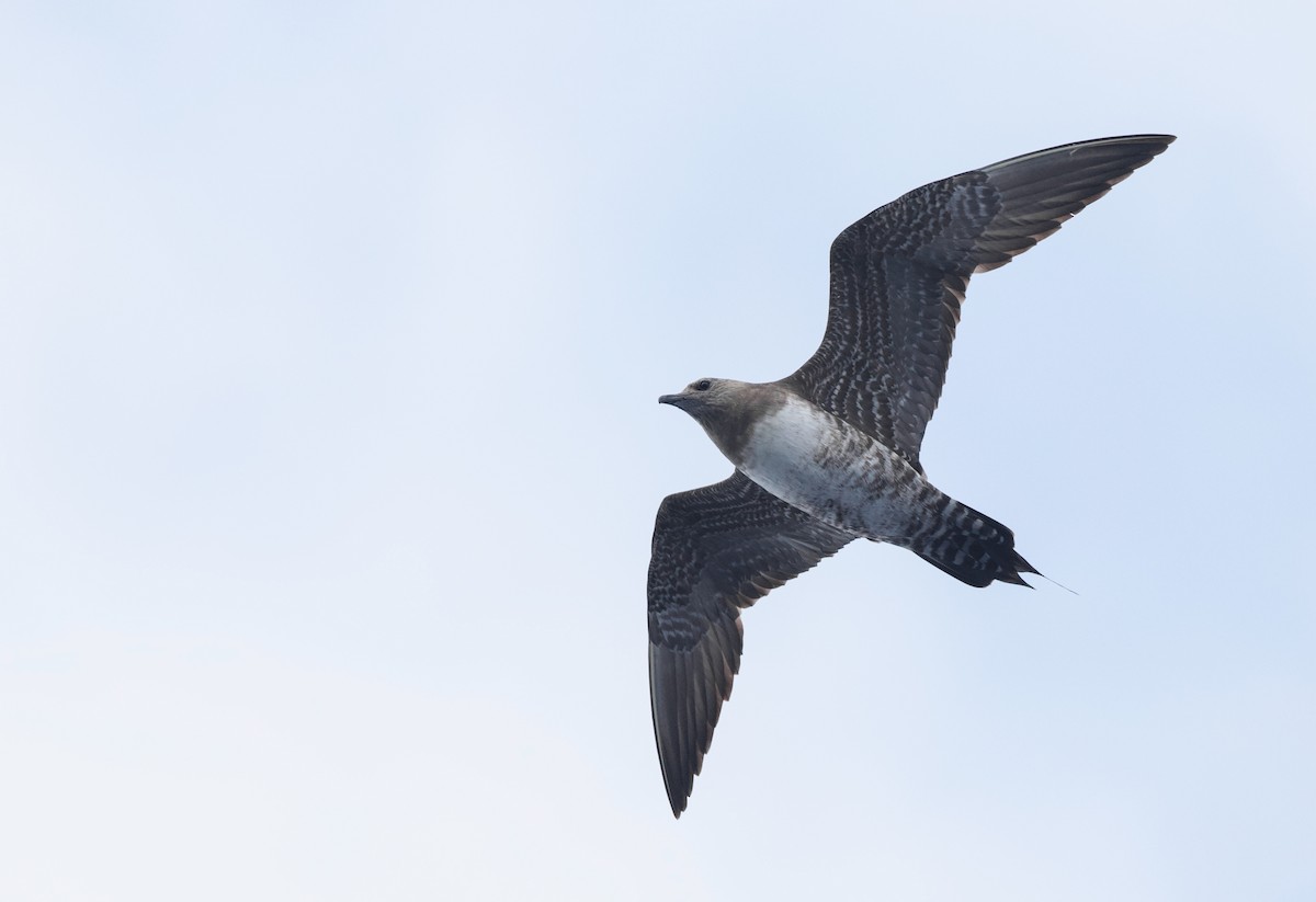 Long-tailed Jaeger - Will Sweet