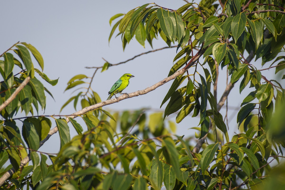 Dotted Tanager - ML483156551