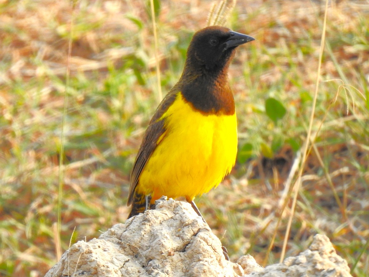 Yellow-rumped Marshbird - ML483161841