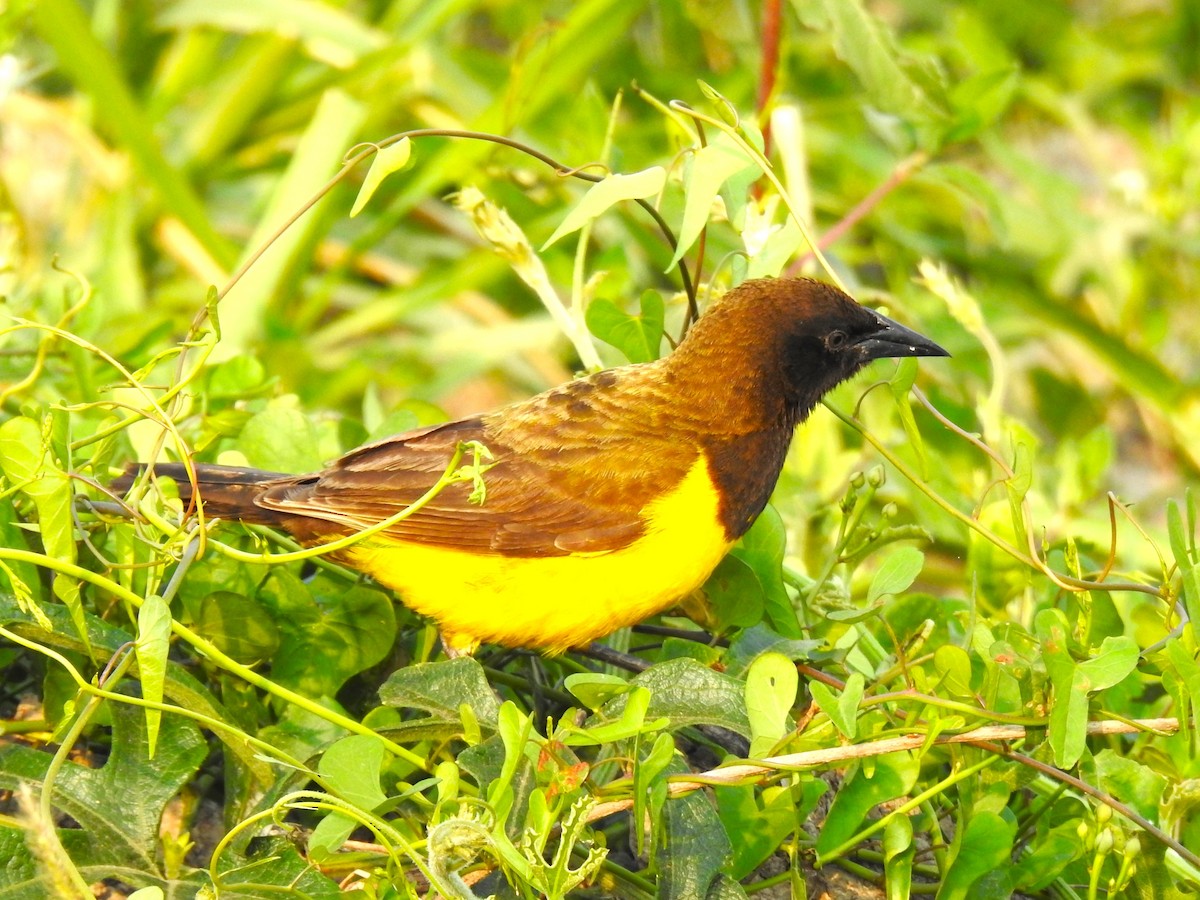 Yellow-rumped Marshbird - ML483161851