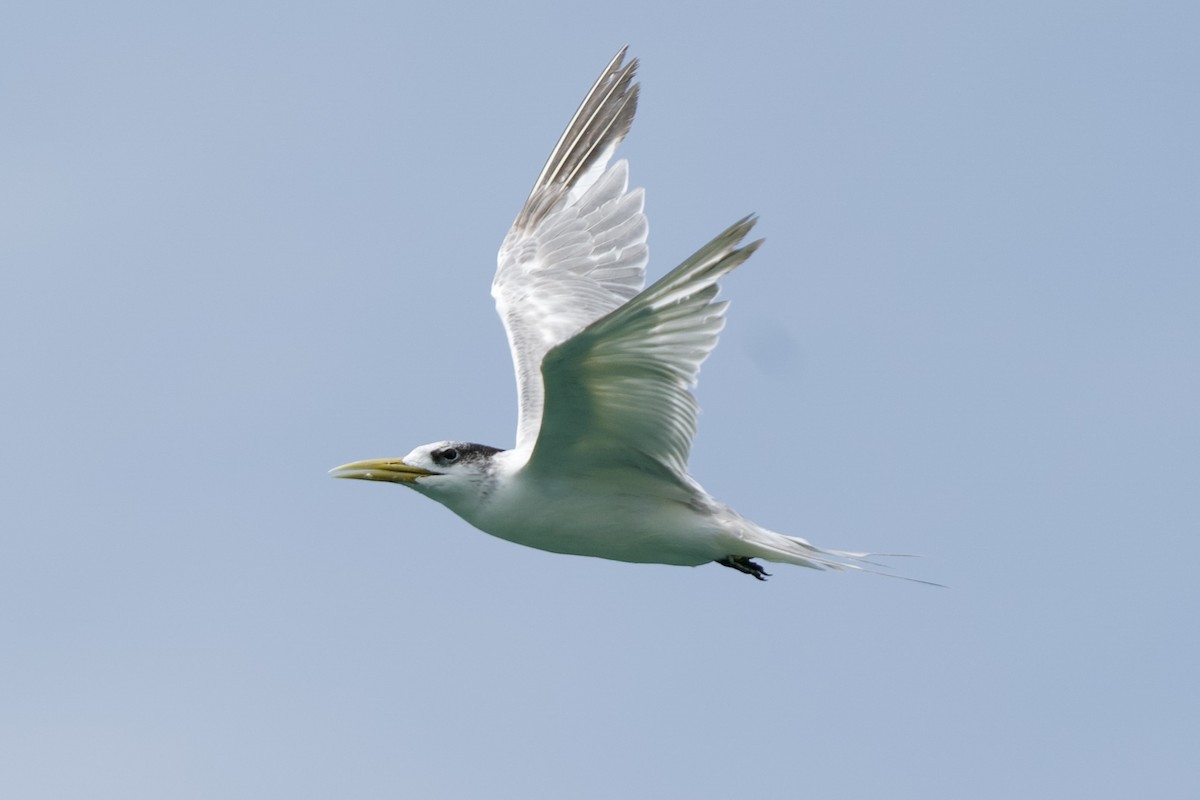 Great Crested Tern - ML483162511