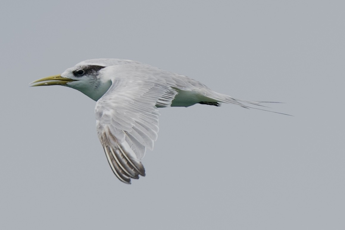 Great Crested Tern - ML483162521