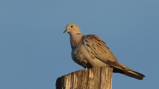 Eurasian Collared-Dove - ML483163