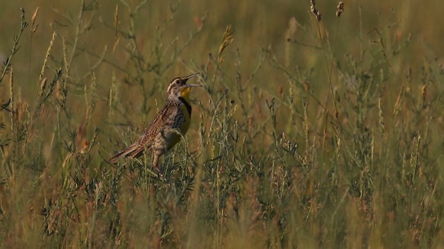  - Western Meadowlark