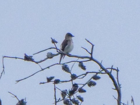 Olive-sided Flycatcher - Roger Horn