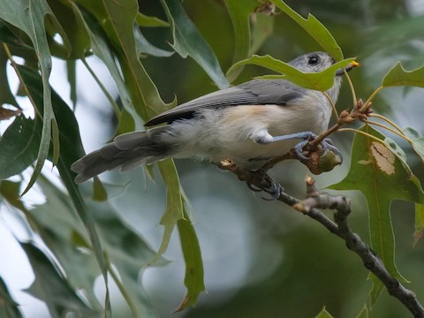 Tufted Titmouse - Roger Horn