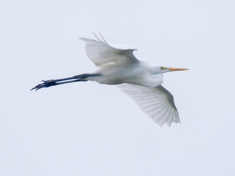 Great Egret - Roger Horn