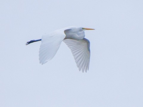 Great Egret - Roger Horn