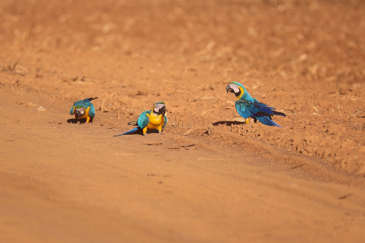 Blue-and-yellow Macaw - ML483180431