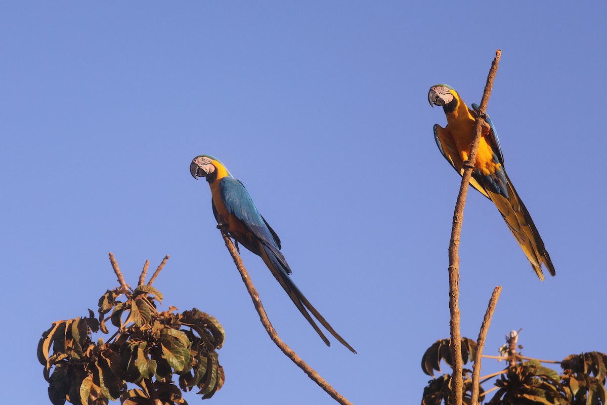 Blue-and-yellow Macaw - ML483180451