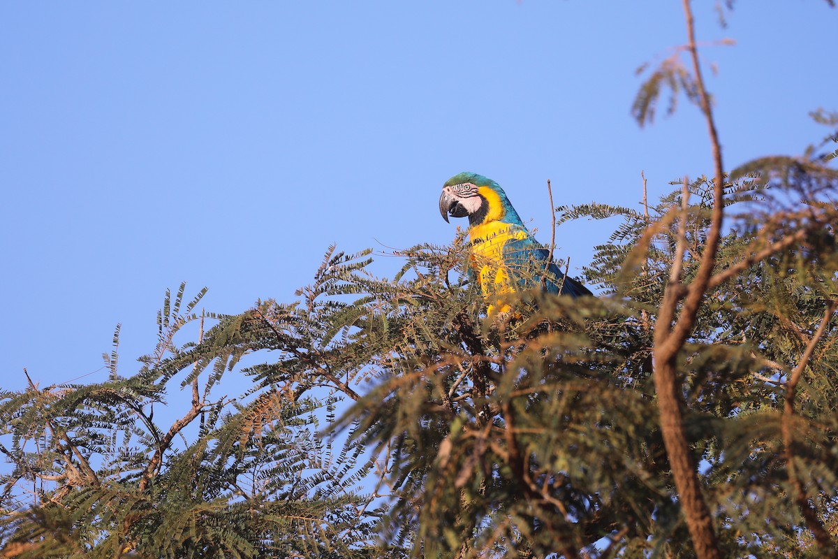 Blue-and-yellow Macaw - ML483180471