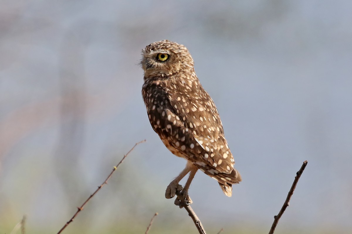Burrowing Owl - ML483184281