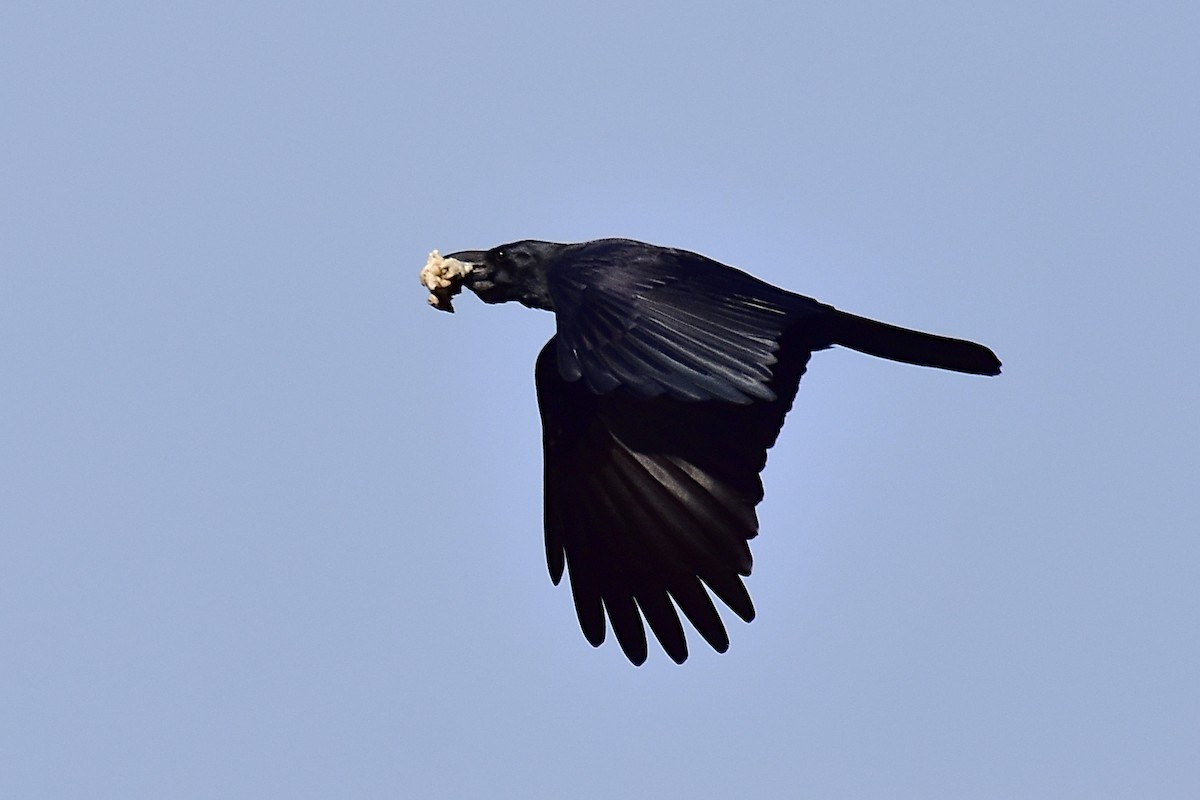 Large-billed Crow - ML483184691