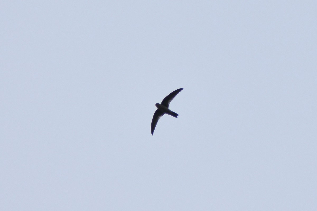 Indian Swiftlet - ML483185651