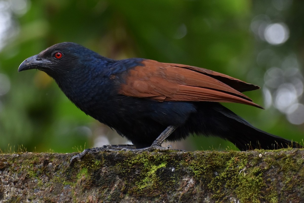 Greater Coucal - ML483187601