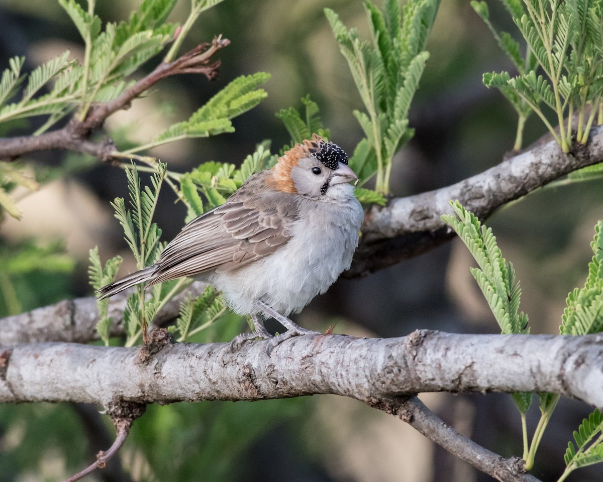 Speckle-fronted Weaver - ML48319311