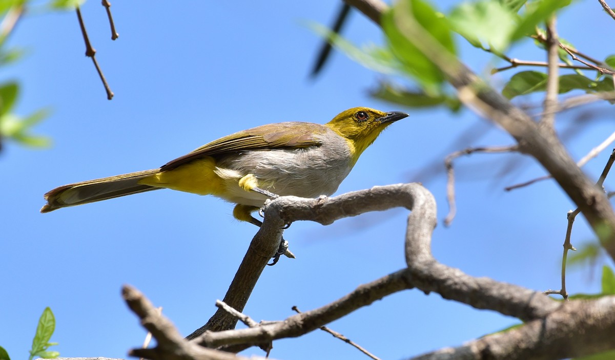 Yellow-throated Bulbul - Jamaludheen Karivelil