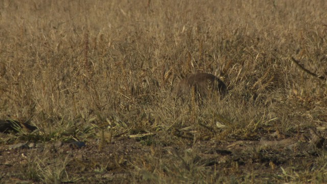 Arizona black-tailed prairie dog - ML483195