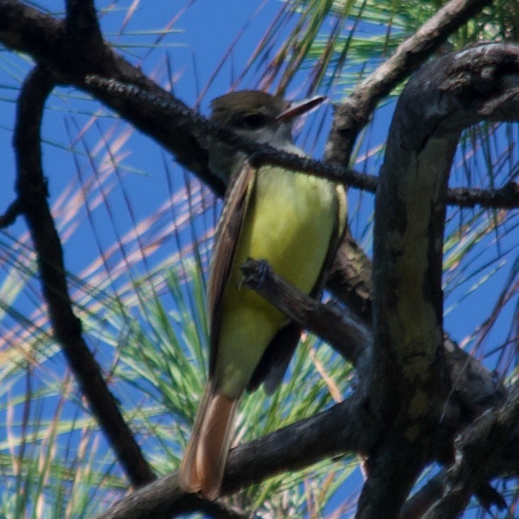 Great Crested Flycatcher - ML483195171