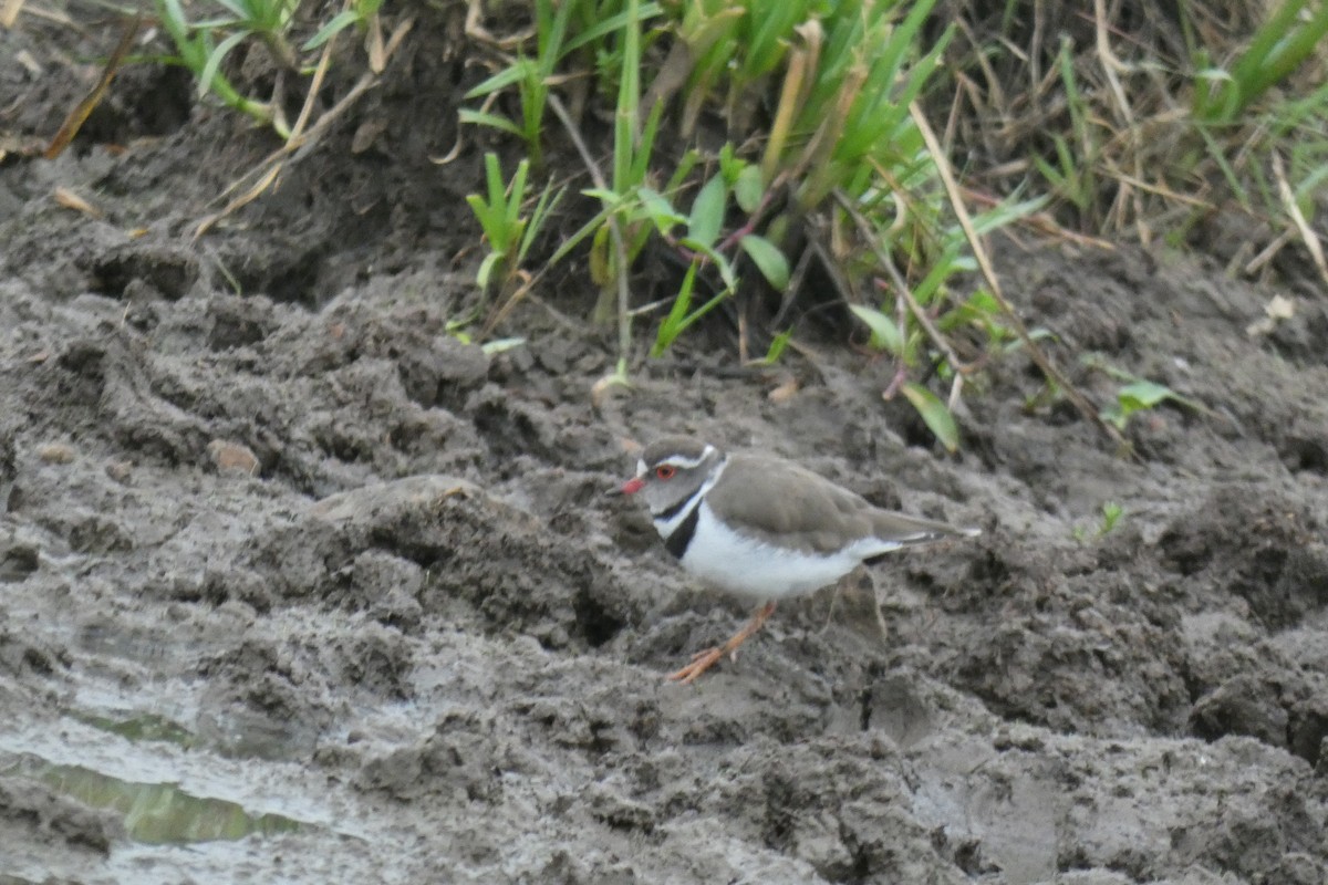 Three-banded Plover - ML483196631
