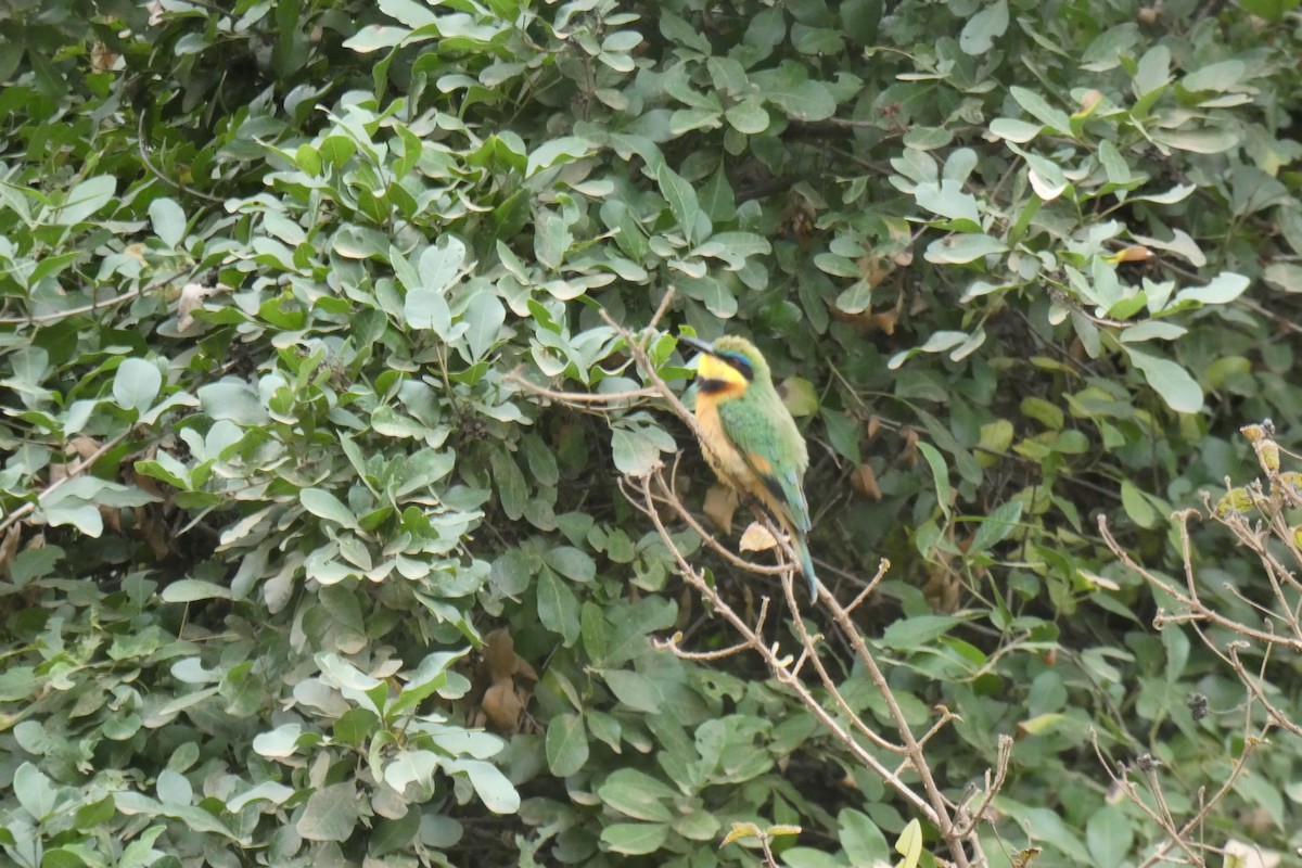 Little Bee-eater - Manoli Strecker